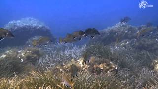 Mallorca Diving