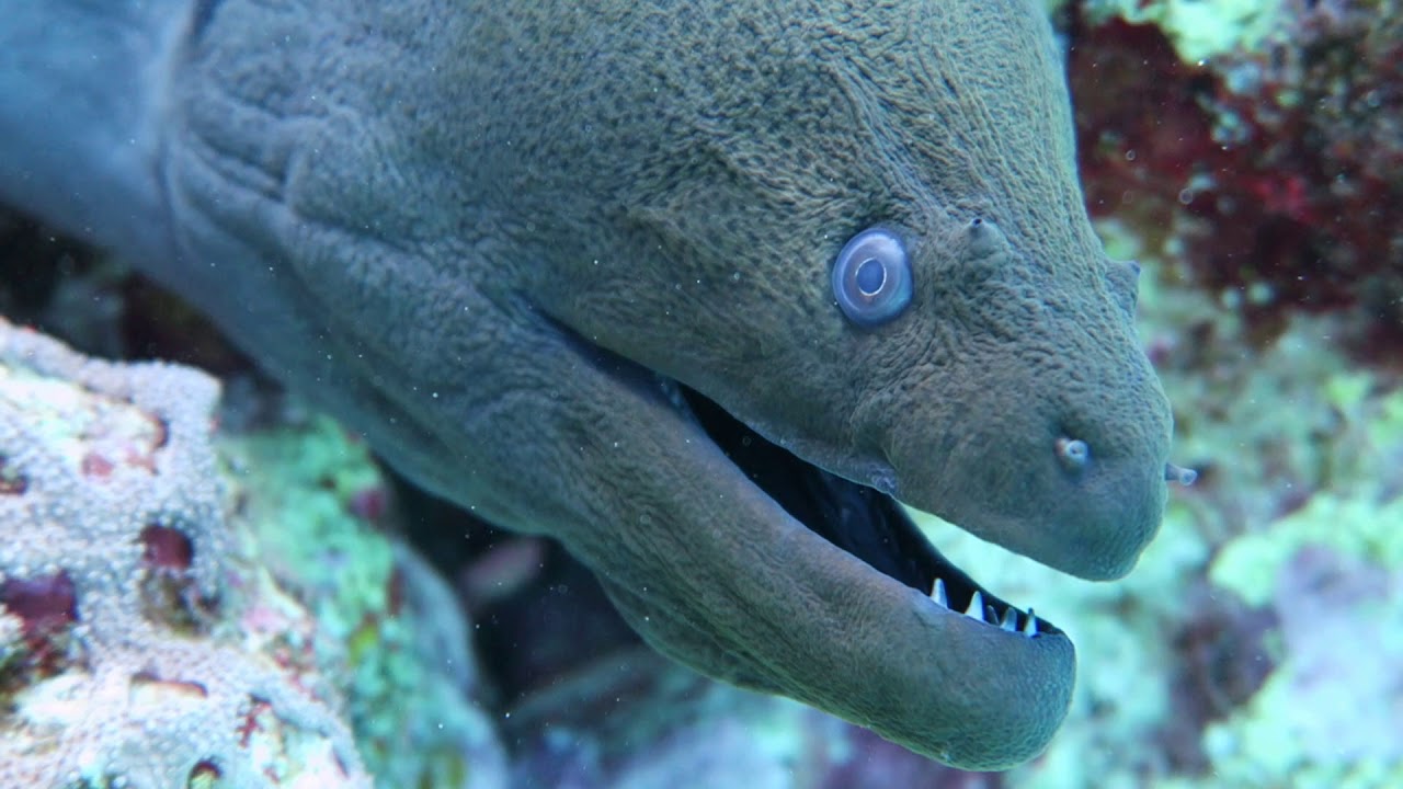 First diving Aurora Bay Marsa Al Am oct 2018