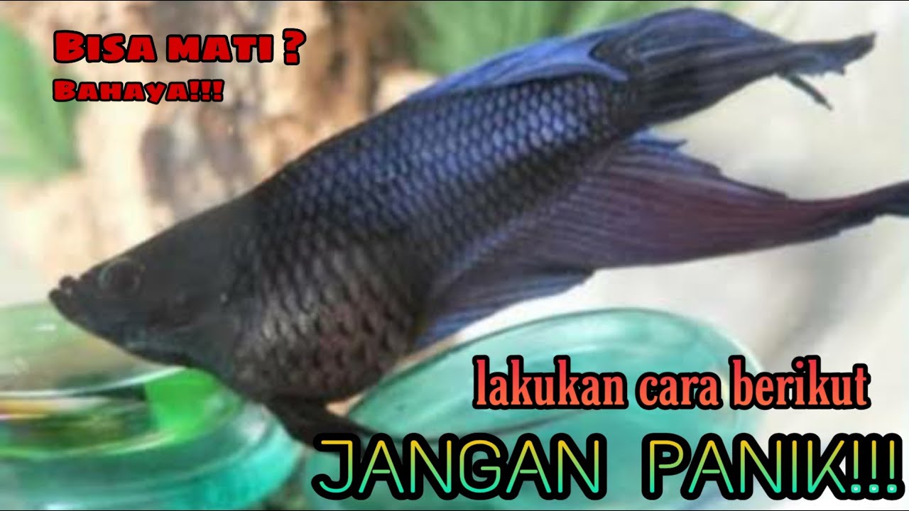 CARA JITU MENYEMBUHKAN CUPANG YANG KEMBUNG