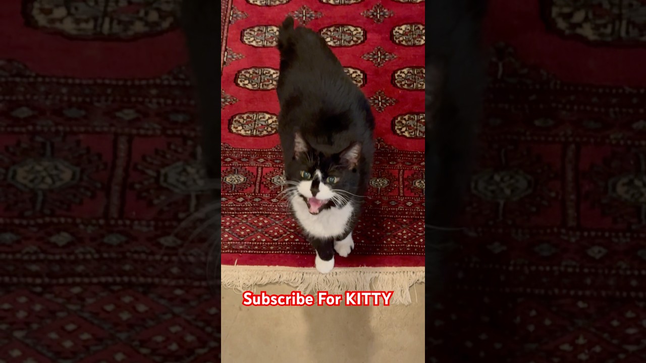 Sox the Cat Takes Over the Red Carpet with Loud Meows! 🔴🐱