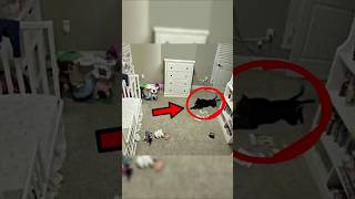 Man Installed A Hidden Camera To See Why His Dog Staring Him
