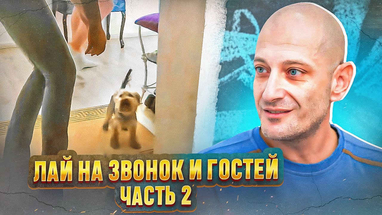 ⁣Лай на гостей и на звук домофона ( Йорк терьер Жози.Часть 2)