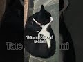 #viral #fyp #shorts #reels #funny #cat #memes #university #kalokukur #fun #funnyvideo #funnyshorts