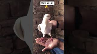 1 Numbr Low Flying Pigeon Patti Wala Kabutar Malwai Kabutar Chatri Wale Kabutar