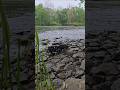 It looks so good cruising along the river! #Crawler #outdoors #SCA1E #Carisma #Toyota #Tacoma #rc