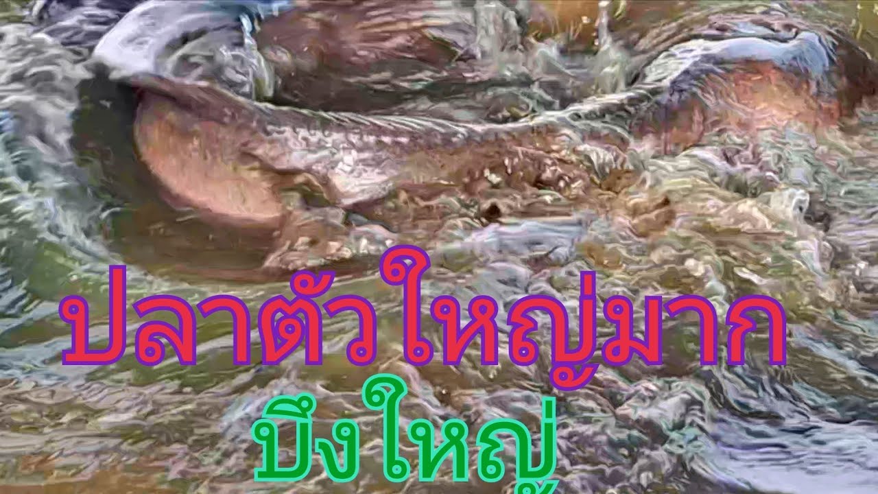 บรรยากาศดีๆมีปลาตัวใหญขึ้นมาฝั่งเยอะมากๆ