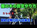 ほんとに大切な情報てんこ盛り【樫（カシ）の木剪定】プロが解説