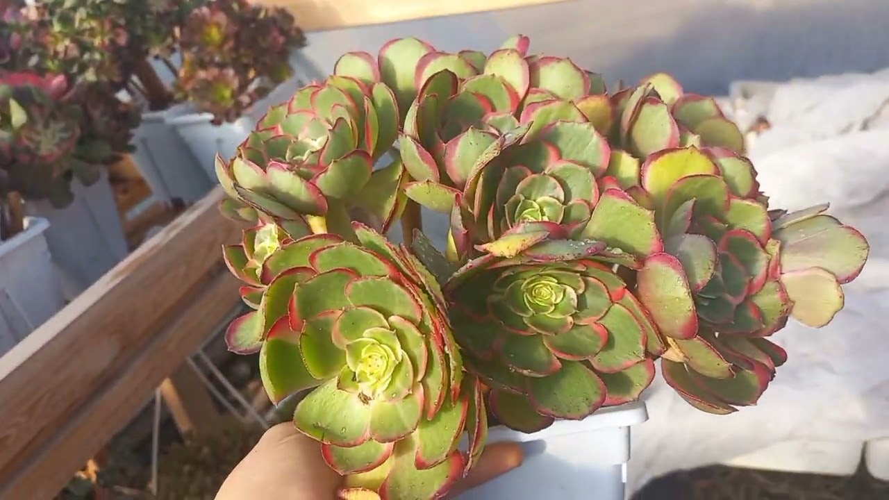 merhaba sukucanlar❤️#kesfet #succulent #garden 