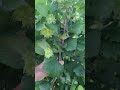 Alune soiul Tonda Romana.Avem puieti de alun. Pentru comenzi: 0741307485