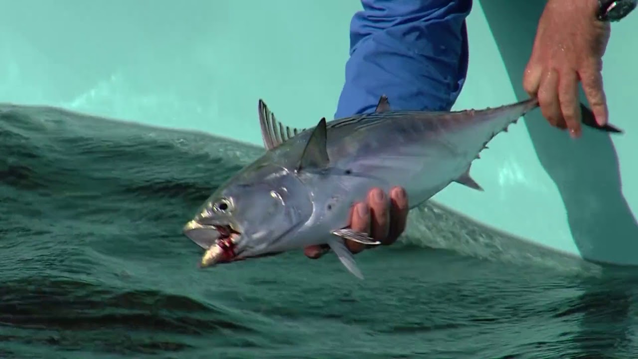 Season 3 Episode 4 | Cape Cod False Albacore | 304