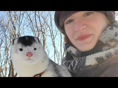 雪の日に散歩するミンク  