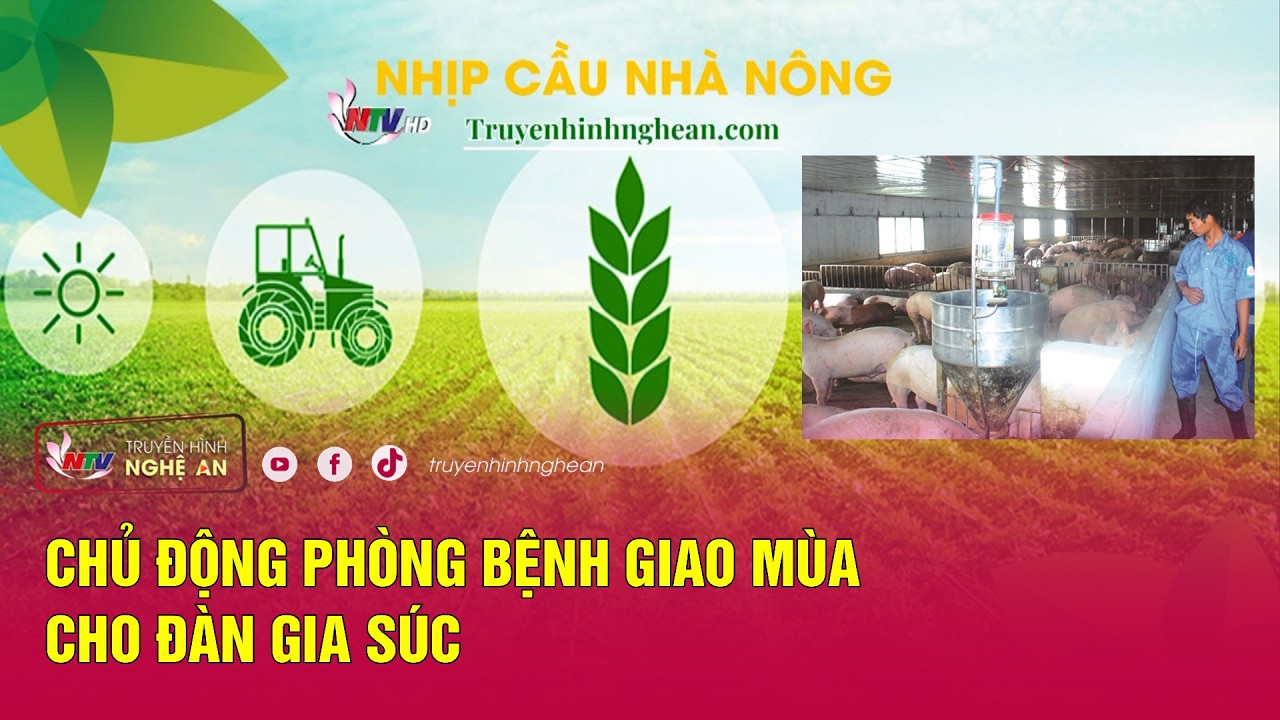 [🔴Trực tiếp] Nhịp cầu nhà nông: Chủ động phòng bệnh giao mùa cho đàn gia súc