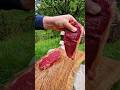 All about Steak🔥 #shorts #food #asmr #steak #meat #nature