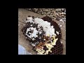 2017年8月20日の尾長鶏メス達 オオスズメバチを食べる!