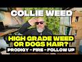 Confidently WRONG! Collie Weed vs Cali Weed 🤦‍♂️ (Prodigy Fire Sample Breakdown Update)
