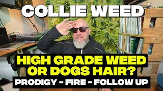 Confidently WRONG! Collie Weed vs Cali Weed 🤦‍♂️ (Prodigy Fire Sample Breakdown Update)