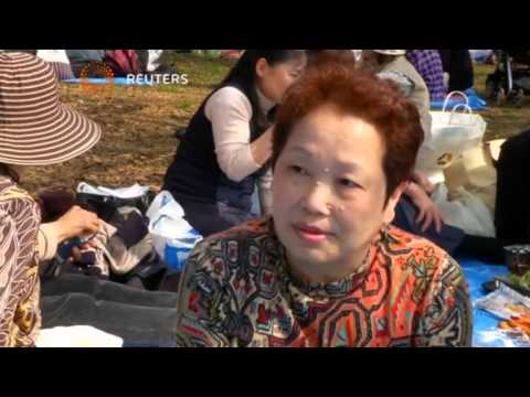 بوابة الوسط اليابانيون يحتفلون بموسم تفتح أزهار الكرز