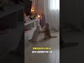 A girl performs classical dance in the living room, while a little cat beside her.