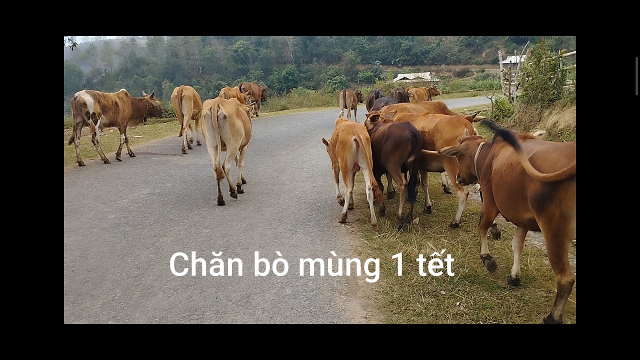 Bò thả rông nhưng vẫn phải trong phạm vi kiểm soát