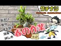 盆栽 梔子(クチナシ)の春の作業 葉刈り、整枝、植え替え、消毒、挿し木 Bonsai gardenia jasminoides