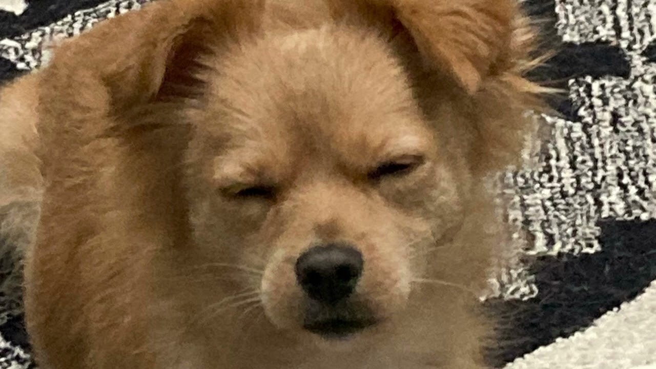 FLA FLA (album intro)