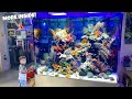 Incredible Fish Store Tour in Singapore! Freshwater and Saltwater Aquarium Fish