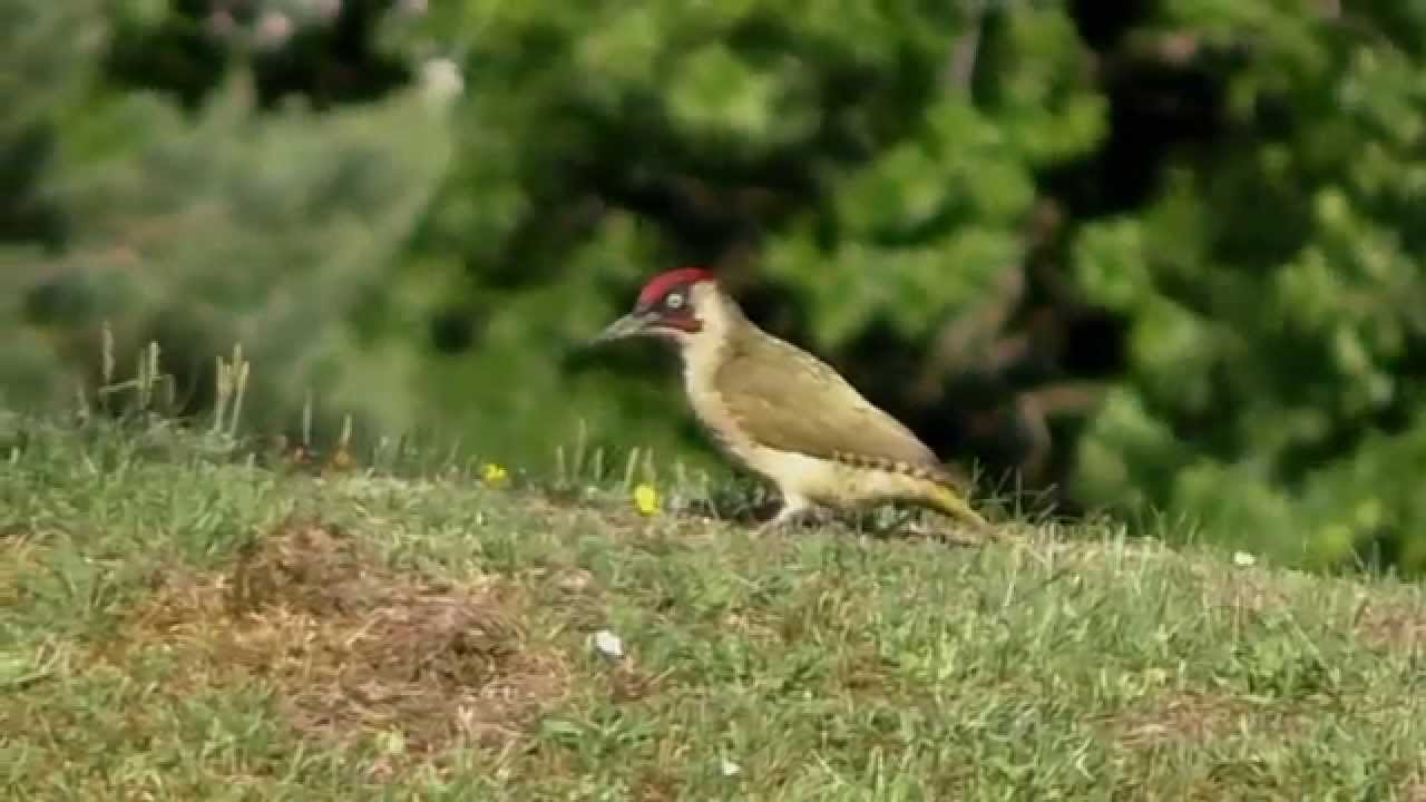 Green Woodpecker feeding on the ground YouTube