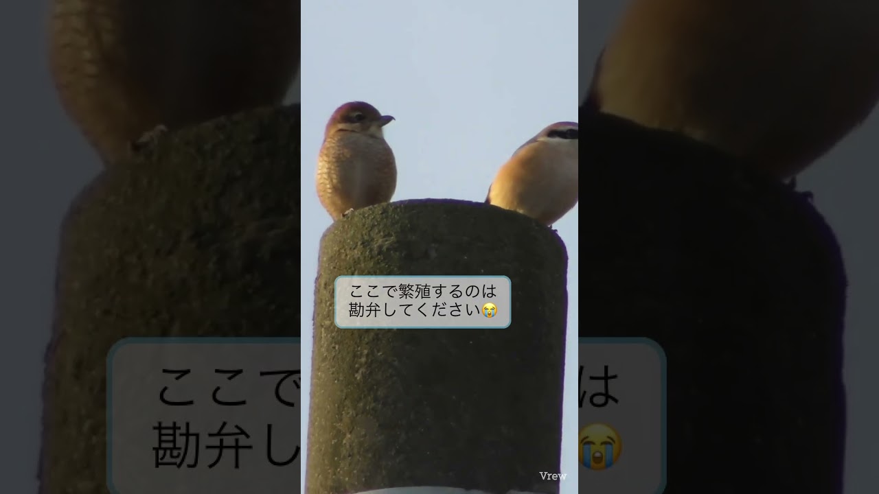 🚷来ないでモズさん🚷🙅‍♀️