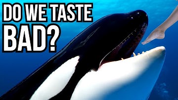 3 Apex Predators That Don