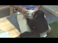 のいち動物公園　チンパンジーの人工哺育