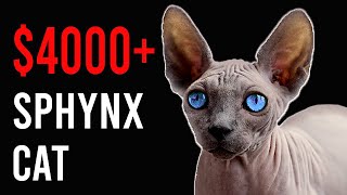 Sphynx Cat Facts Top 10 – Learn Everything You Never Knew About This Rare Breed! by Brilliant World 101 views 1 year ago 13 minutes, 20 seconds