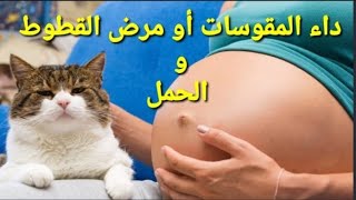 د.فيصل سرو    |    شرح مبسط.......... مرض القطط عند المرأة الحامل ?️