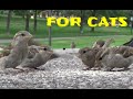 猫のためのビデオ - 鳥、リス、ウサギ、シマリス、ハト、