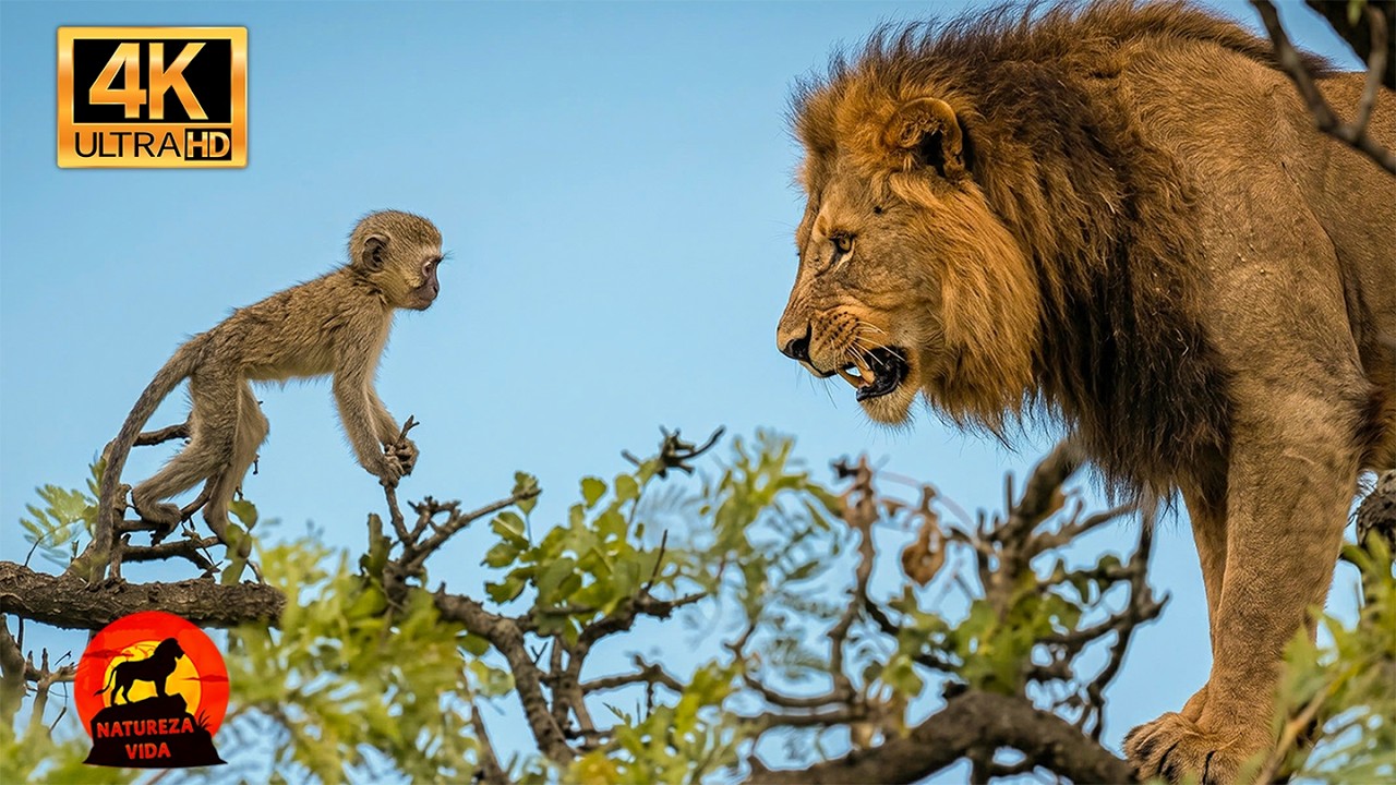 LEÓN DE CONGO | Leyenda del Depredador Salvaje de la Selva #animalessalvajes | NATUREZA VIDA