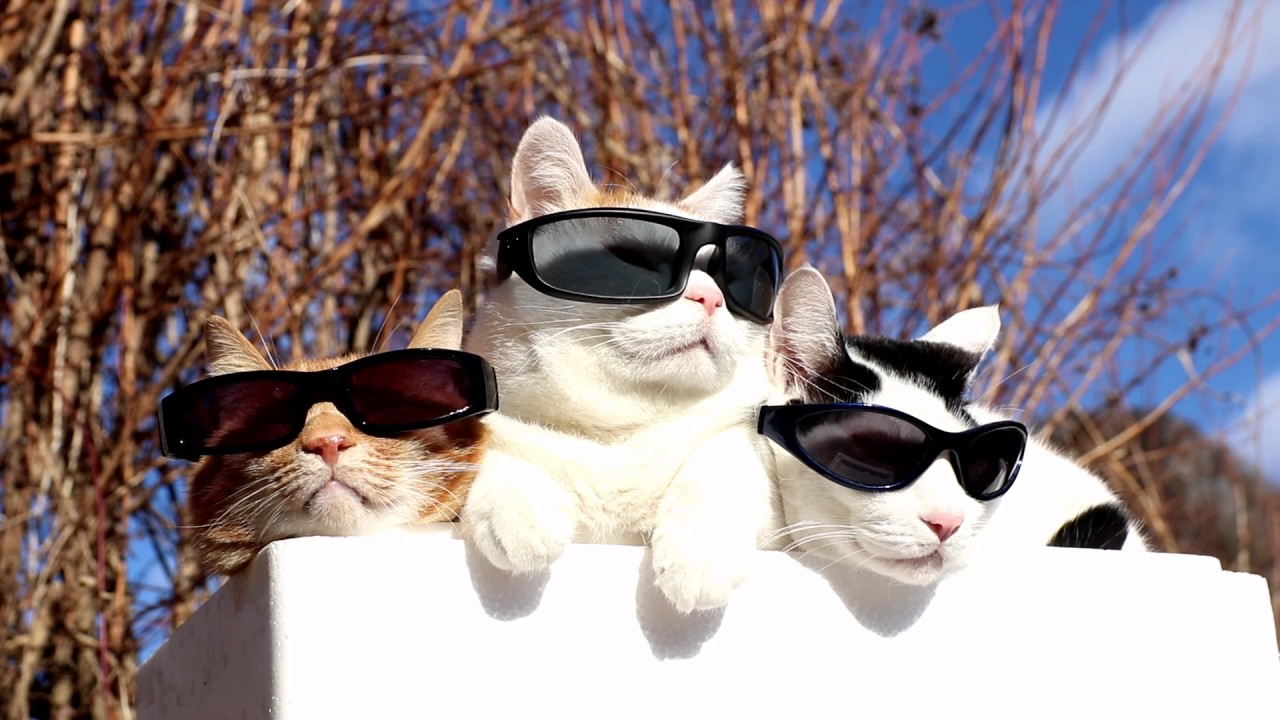 のせ猫 X サングラスを掛けた3匹の猫 Sunglasses Cat Youtube