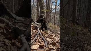 sábado para escuchar la voz del 🐻y del osito baby del bosque 💓🐻