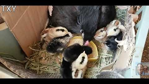menyuam qaib-baby chicks 3rd days pt2