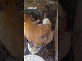 Mother Love #shortsfeed #aseelrooster #rooster #motherlove #chicks #henshorts #shorts #1millionviews