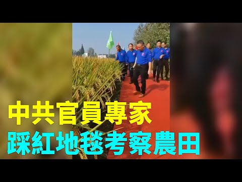 网友：今年流行田间红地毯？网曝9月28日在河南鹤壁淇滨区，中国工程院院士、中国农业大学教授戴景瑞，李建生教授踩红地毯考察玉米地后，现在又有一批领导专家踩红地毯考察农田。