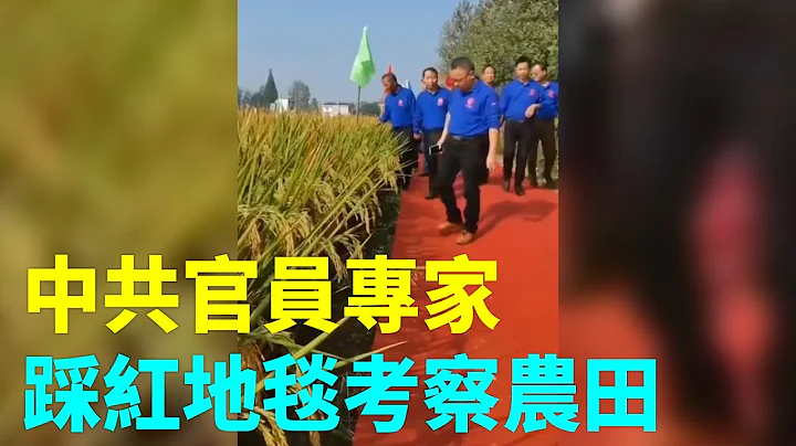 網友：今年流行田間紅地毯？網曝9月28日在河南鶴壁淇濱區，中國工程院院士、中國農業大學教授戴景瑞，李建生教授踩紅地毯考察玉米地後，現在又有一批領導專家踩紅地毯考察農田 | #大紀元新聞網 - 天天要聞