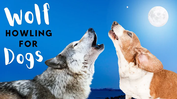 Wolves Howling for Dog (4k video ultra HD)