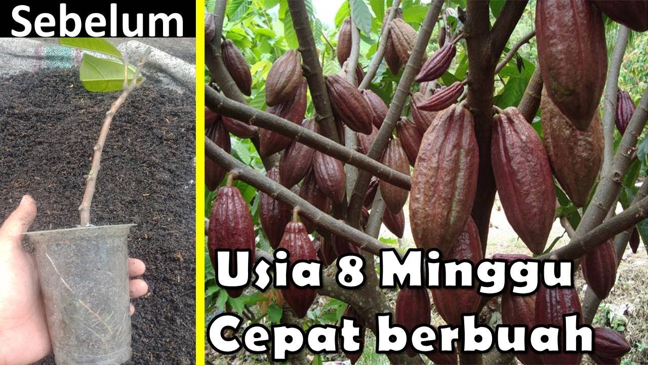Cara Stek Kakao Coklat Agar Tumbuh Akar Dengan Cepat 100% Bagi Pemula Cepat Bebuah...