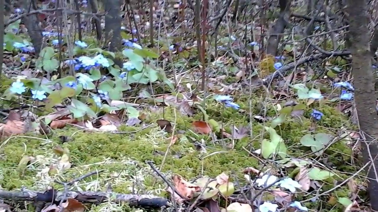 A bee visits flowers of liverleaf (Hepatica nobilis).