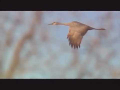 Crane Song