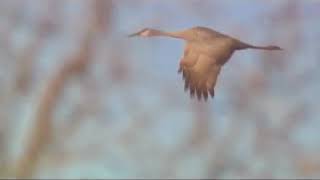 Every year 80% of the world's Sandhill cranes make their way through a 75-mile stretch of Nebraska
