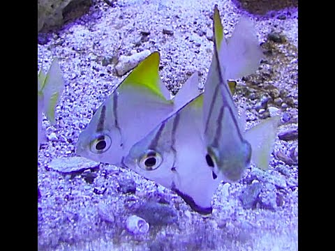 ヒメツバメウオ Silver Moony Silver Batfish Monodactylus Argenteus Youtube