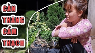 Cây cần thăng cẩm thạch bonsai | 📞 Ngân 0386569374 (10.5)