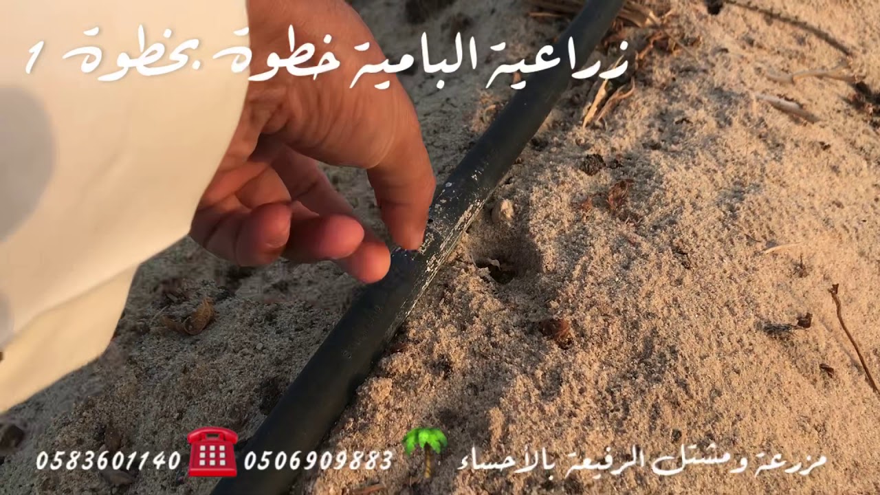 زراعة البامية خطوة بخطوة 1