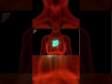 موقع القلب في جسم الإنسان 