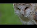 Cute Barn Owl Learns How To Fly | Super Powered Owls | BBC